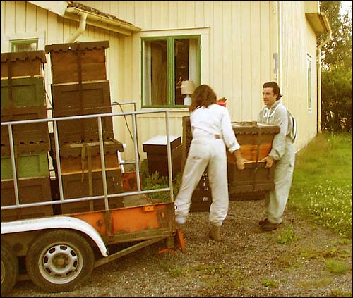 Loading hives on trailer