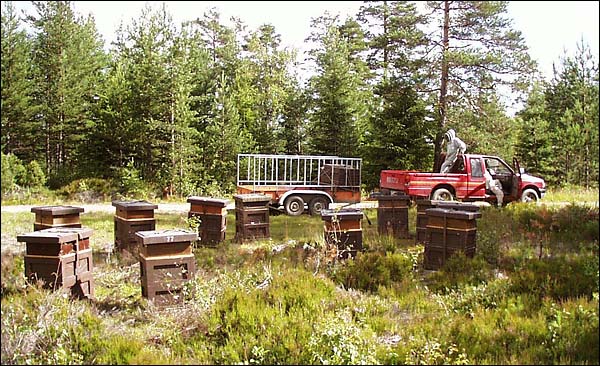 Hives on a site.