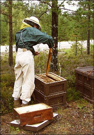 Brushing Bees